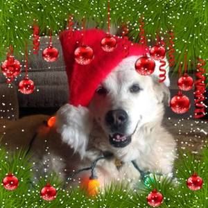 Meet your Posher, Carol